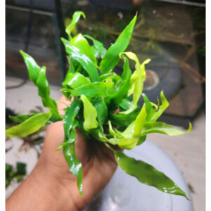 Anubias Glabra Verigated