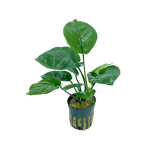 Barteri Broad Leaf