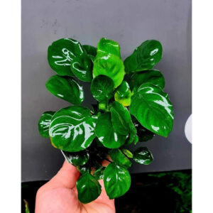 Coin Leaf