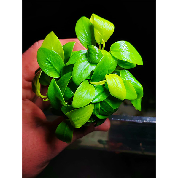 Nana Golden Mini